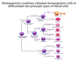 blood, formation, composition and types of cells | PPTX