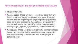 Key Components of the Reticuloendothelial System
1. Phagocytic Cells:
 Macrophages: These are large, long-lived cells that are
found in various tissues throughout the body. They are
responsible for engulfing and digesting foreign particles,
dead cells, and pathogens. Macrophages are present in
tissues such as the liver (Kupffer cells), lungs (alveolar
macrophages), spleen, lymph nodes, and bone marrow.
 Monocytes: These are the precursor cells to macrophages.
Monocytes circulate in the bloodstream and migrate to
tissues where they differentiate into macrophages or
dendritic cells.
 