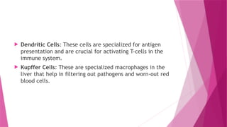  Dendritic Cells: These cells are specialized for antigen
presentation and are crucial for activating T-cells in the
immune system.
 Kupffer Cells: These are specialized macrophages in the
liver that help in filtering out pathogens and worn-out red
blood cells.
 