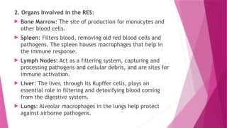 2. Organs Involved in the RES:
 Bone Marrow: The site of production for monocytes and
other blood cells.
 Spleen: Filters blood, removing old red blood cells and
pathogens. The spleen houses macrophages that help in
the immune response.
 Lymph Nodes: Act as a filtering system, capturing and
processing pathogens and cellular debris, and are sites for
immune activation.
 Liver: The liver, through its Kupffer cells, plays an
essential role in filtering and detoxifying blood coming
from the digestive system.
 Lungs: Alveolar macrophages in the lungs help protect
against airborne pathogens.
 