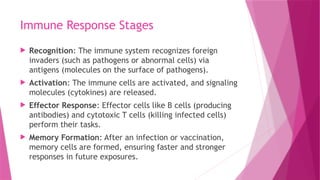Immune Response Stages
 Recognition: The immune system recognizes foreign
invaders (such as pathogens or abnormal cells) via
antigens (molecules on the surface of pathogens).
 Activation: The immune cells are activated, and signaling
molecules (cytokines) are released.
 Effector Response: Effector cells like B cells (producing
antibodies) and cytotoxic T cells (killing infected cells)
perform their tasks.
 Memory Formation: After an infection or vaccination,
memory cells are formed, ensuring faster and stronger
responses in future exposures.
 