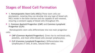 Stages of Blood Cell Formation
 1. Hematopoietic Stem Cells (HSCs):These stem cells are
pluripotent, meaning they can develop into any type of blood cell.
HSCs reside in the bone marrow and are capable of self-renewal,
ensuring a constant supply of blood cells throughout life.
 2. Common Myeloid Progenitor (CMP) and Common Lymphoid
Progenitor (CLP):
Hematopoietic stem cells differentiate into two main progenitor
cells:
 CMP (Common Myeloid Progenitor): Gives rise to red blood cells,
platelets, and most white blood cells (except lymphocytes).
 CLP (Common Lymphoid Progenitor): Differentiates into
lymphocytes (T cells, B cells, natural killer cells).
 