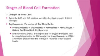 Stages of Blood Cell Formation
3. Lineages of Blood Cells:
 From the CMP and CLP, various specialized cells develop in distinct
lineages:
 Erythropoiesis (Formation of Red Blood Cells):
 Proerythroblast → Erythroblast → Normoblast → Reticulocyte →
Mature Red Blood Cell (Erythrocyte)
 Red blood cells (RBCs) are responsible for oxygen transport. The
key regulation factor for RBC production is erythropoietin (EPO),
a hormone produced by the kidneys in response to low oxygen
levels.
 