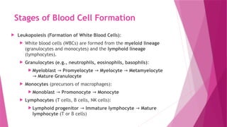 Stages of Blood Cell Formation
 Leukopoiesis (Formation of White Blood Cells):
 White blood cells (WBCs) are formed from the myeloid lineage
(granulocytes and monocytes) and the lymphoid lineage
(lymphocytes).
 Granulocytes (e.g., neutrophils, eosinophils, basophils):
 Myeloblast → Promyelocyte → Myelocyte → Metamyelocyte
→ Mature Granulocyte
 Monocytes (precursors of macrophages):
 Monoblast → Promonocyte → Monocyte
 Lymphocytes (T cells, B cells, NK cells):
 Lymphoid progenitor → Immature lymphocyte → Mature
lymphocyte (T or B cells)
 