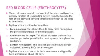 RED BLOOD CELLS (ERYTHROCYTES)
 These cells are a crucial component of the blood and have the
primary function of transporting oxygen from the lungs to the
rest of the body and carrying carbon dioxide back to the lungs
to be exhaled.
 Erythrocytes are unique because they:
1. Lack a nucleus: This allows them to carry more hemoglobin,
the protein responsible for binding oxygen.
2. Are biconcave in shape: This shape increases their surface
area for gas exchange and helps them squeeze through narrow
capillaries.
3. Contain hemoglobin: This iron-rich protein binds to oxygen
molecules, allowing RBCs to carry oxygen.
 Erythrocytes are produced in the bone marrow and typically
have a lifespan of about 120 days.
 