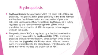 Erythropoiesis
 Erythropoiesis is the process by which red blood cells (RBCs) are
produced. This process takes place primarily in the bone marrow
and involves the differentiation and maturation of precursor
cells into functional erythrocytes (RBCs). Erythropoiesis is tightly
regulated by the hormone erythropoietin (EPO), which
stimulates the production of RBCs in response to low oxygen
levels in the blood.
 The production of RBCs is regulated by a feedback mechanism
that is largely controlled by erythropoietin (EPO), a hormone
produced primarily by the kidneys. When oxygen levels in the
blood are low (hypoxia), the kidneys detect this and release
more erythropoietin into the bloodstream. EPO stimulates the
bone marrow to increase the production of RBCs.
 