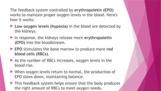 The feedback system controlled by erythropoietin (EPO)
works to maintain proper oxygen levels in the blood. Here's
how it works:
 Low oxygen levels (hypoxia) in the blood are detected by
the kidneys.
 In response, the kidneys release more erythropoietin
(EPO) into the bloodstream.
 EPO stimulates the bone marrow to produce more red
blood cells (RBCs).
 As the number of RBCs increases, oxygen levels in the
blood rise.
 When oxygen levels return to normal, the production of
EPO slows down, maintaining balance.
 This feedback system helps ensure that the body produces
the right amount of RBCs to meet oxygen needs.
 