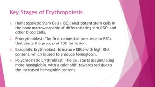 Key Stages of Erythropoiesis
1. Hematopoietic Stem Cell (HSC): Multipotent stem cells in
the bone marrow capable of differentiating into RBCs and
other blood cells.
2. Proerythroblast: The first committed precursor to RBCs
that starts the process of RBC formation.
3. Basophilic Erythroblast: Immature RBCs with high RNA
content, which is used to produce hemoglobin.
4. Polychromatic Erythroblast: The cell starts accumulating
more hemoglobin, with a color shift towards red due to
the increased hemoglobin content.
 