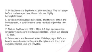 5. Orthochromatic Erythroblast (Normoblast): The last stage
before nucleus ejection; these cells are highly
hemoglobinized.
6. Reticulocyte: Nucleus is ejected, and the cell enters the
bloodstream. It still contains some residual organelles like
RNA.
7. Mature Erythrocyte (RBC): After 1-2 days in circulation,
reticulocytes mature into functional RBCs, which last around
120 days.
8. Senescence and Removal: After 120 days, aged RBCs are
broken down by macrophages in the spleen and liver, and
components like iron are recycled.
 