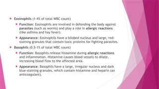  Eosinophils (1-4% of total WBC count)
 Function: Eosinophils are involved in defending the body against
parasites (such as worms) and play a role in allergic reactions
(like asthma and hay fever).
 Appearance: Eosinophils have a bilobed nucleus and large, red-
staining granules that contain toxic proteins for fighting parasites.
 Basophils (0.5-1% of total WBC count)
 Function: Basophils release histamine during allergic reactions
and inflammation. Histamine causes blood vessels to dilate,
increasing blood flow to the affected area.
 Appearance: Basophils have a large, irregular nucleus and dark
blue-staining granules, which contain histamine and heparin (an
anticoagulant).
 