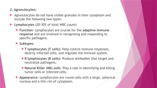 2. Agranulocytes:
 Agranulocytes do not have visible granules in their cytoplasm and
include the following two types:
 Lymphocytes (20-30% of total WBC count)
 Function: Lymphocytes are crucial for the adaptive immune
response and are involved in recognizing and responding to
specific pathogens.
 Subtypes:
 T lymphocytes (T cells): Help control immune responses,
destroy infected cells, and regulate the immune system.
 B lymphocytes (B cells): Produce antibodies that target and
neutralize pathogens.
 Natural Killer (NK) cells: Play a role in identifying and killing
tumor cells or infected cells.
 Appearance: Lymphocytes are round cells with a large, spherical
nucleus and a thin rim of cytoplasm.
 