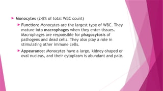  Monocytes (2-8% of total WBC count)
 Function: Monocytes are the largest type of WBC. They
mature into macrophages when they enter tissues.
Macrophages are responsible for phagocytosis of
pathogens and dead cells. They also play a role in
stimulating other immune cells.
 Appearance: Monocytes have a large, kidney-shaped or
oval nucleus, and their cytoplasm is abundant and pale.
 