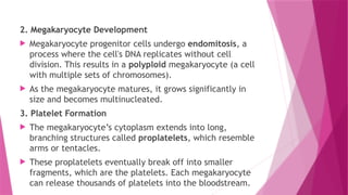 2. Megakaryocyte Development
 Megakaryocyte progenitor cells undergo endomitosis, a
process where the cell's DNA replicates without cell
division. This results in a polyploid megakaryocyte (a cell
with multiple sets of chromosomes).
 As the megakaryocyte matures, it grows significantly in
size and becomes multinucleated.
3. Platelet Formation
 The megakaryocyte’s cytoplasm extends into long,
branching structures called proplatelets, which resemble
arms or tentacles.
 These proplatelets eventually break off into smaller
fragments, which are the platelets. Each megakaryocyte
can release thousands of platelets into the bloodstream.
 