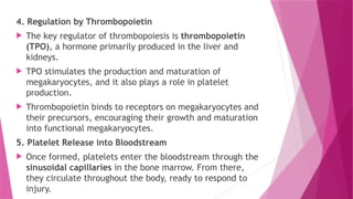 4. Regulation by Thrombopoietin
 The key regulator of thrombopoiesis is thrombopoietin
(TPO), a hormone primarily produced in the liver and
kidneys.
 TPO stimulates the production and maturation of
megakaryocytes, and it also plays a role in platelet
production.
 Thrombopoietin binds to receptors on megakaryocytes and
their precursors, encouraging their growth and maturation
into functional megakaryocytes.
5. Platelet Release into Bloodstream
 Once formed, platelets enter the bloodstream through the
sinusoidal capillaries in the bone marrow. From there,
they circulate throughout the body, ready to respond to
injury.
 