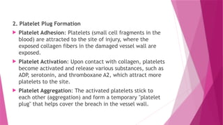 2. Platelet Plug Formation
 Platelet Adhesion: Platelets (small cell fragments in the
blood) are attracted to the site of injury, where the
exposed collagen fibers in the damaged vessel wall are
exposed.
 Platelet Activation: Upon contact with collagen, platelets
become activated and release various substances, such as
ADP, serotonin, and thromboxane A2, which attract more
platelets to the site.
 Platelet Aggregation: The activated platelets stick to
each other (aggregation) and form a temporary "platelet
plug" that helps cover the breach in the vessel wall.
 