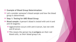  Example of Blood Group Determination:
 Let's consider someone’s blood sample and how the blood
group is determined:
 Step 1: Testing for ABO Blood Group
 Blood sample: A person’s blood is tested with anti-A and
anti-B reagents:
 Agglutination occurs with anti-A serum, but not with
anti-B serum.
 This means the person has A antigens on their red
blood cells, so their blood group is A.
 