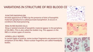 PHYSIOLOGY OF BLOODCOMPONENTS OF BLOOD] PLASMA PROTEIN | PPTX