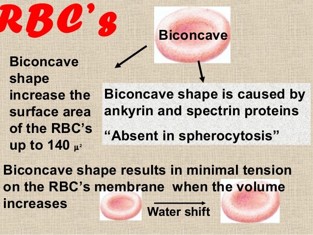 Explain Why Red Blood Cells Have A Biconcave Shape. – RYFN