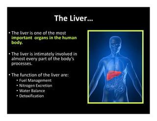The Liver…
• The liver is one of the most
important organs in the human
body.
• The liver is intimately involved in
almost every part of the body’s
processes.
• The function of the liver are:
• Fuel Management
• Nitrogen Excretion
• Water Balance
• Detoxification
 