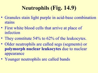 Chapter 14 - Blood | PPT