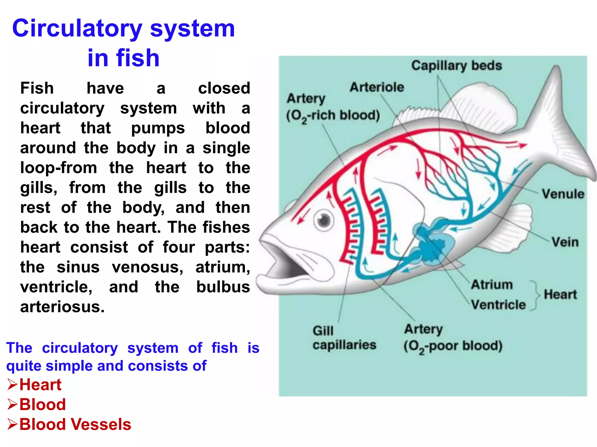 Blood circulation pdf Blood circulation pdf