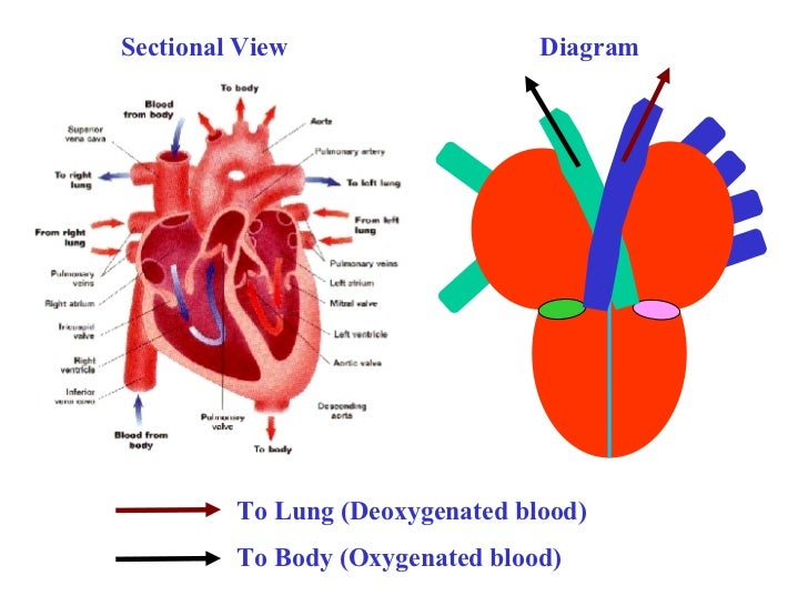 Blood Circulation In Human Heart