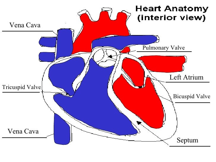 Blood Flow Animation