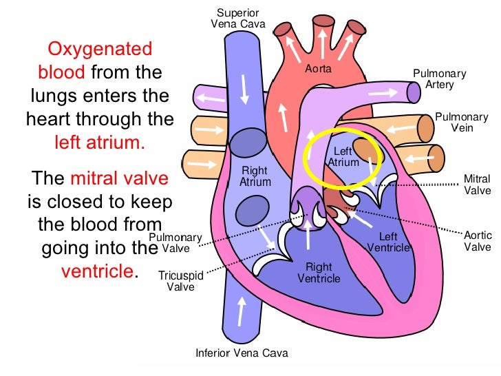 Blood Flow