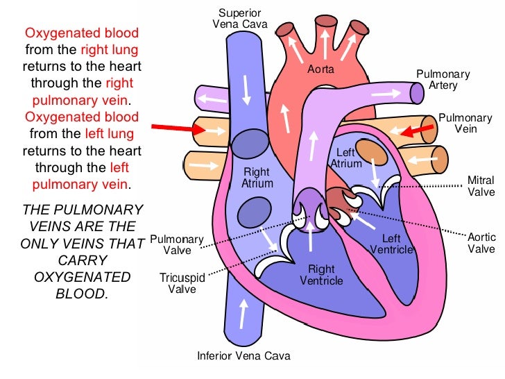 Blood Flow Blood Flow