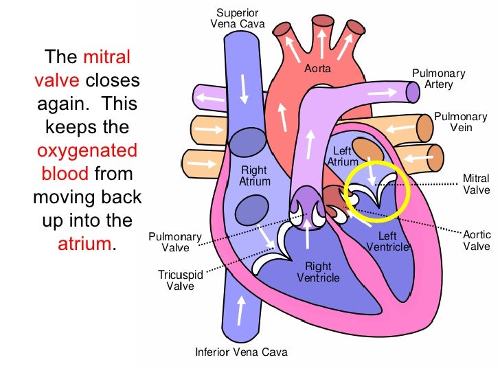 Blood Flow