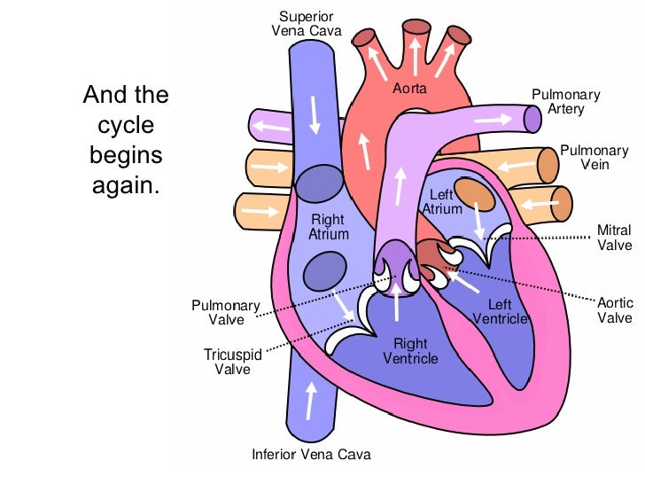 Blood Flow