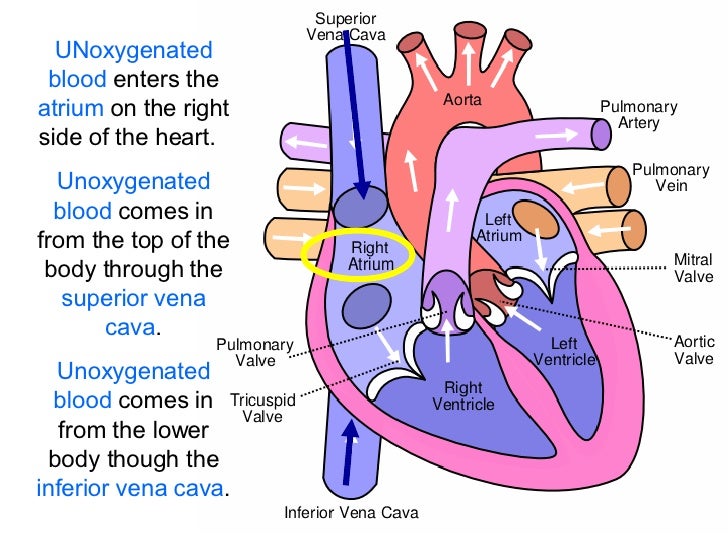 blood flow through the diagram step by step blood flow applecool info blood flow through the diagram step by step blood flow applecool info