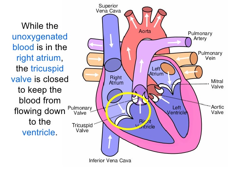 Blood Flow