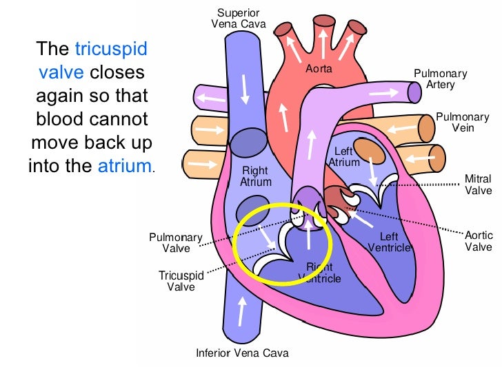 blood flow 7 blood flow 7