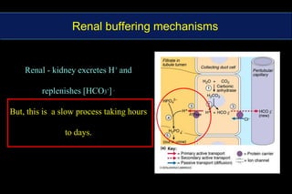 Renal buffering mechanisms Renal - kidney excretes H+ and replenishes [HCO3-] .But, this is  a slow process taking hours to days.