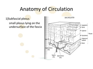 Anatomy of Circulation
1)Subfascial plexus
   small plexus lying on the
   undersurface of the fascia
 