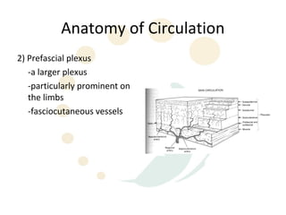 Anatomy of Circulation
2) Prefascial plexus
   -a larger plexus
   -particularly prominent on
   the limbs
   -fasciocutaneous vessels
 