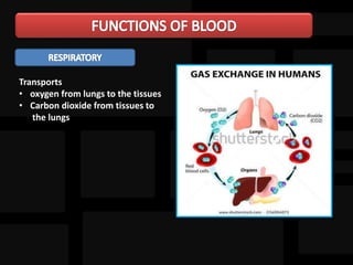Transports
• oxygen from lungs to the tissues
• Carbon dioxide from tissues to
the lungs
 