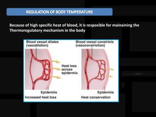Because of high specific heat of blood, it is resposible for mainaining the
Thermoregulatory mechanism in the body
 