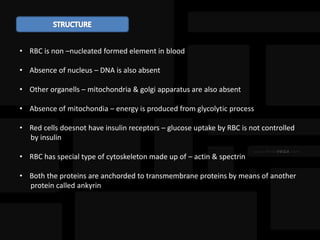 • RBC is non –nucleated formed element in blood
• Absence of nucleus – DNA is also absent
• Other organells – mitochondria & golgi apparatus are also absent
• Absence of mitochondia – energy is produced from glycolytic process
• Red cells doesnot have insulin receptors – glucose uptake by RBC is not controlled
by insulin
• RBC has special type of cytoskeleton made up of – actin & spectrin
• Both the proteins are anchorded to transmembrane proteins by means of another
protein called ankyrin
 