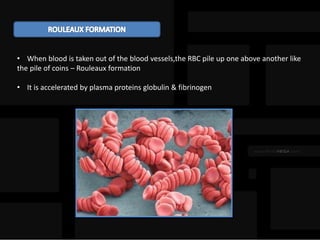 • When blood is taken out of the blood vessels,the RBC pile up one above another like
the pile of coins – Rouleaux formation
• It is accelerated by plasma proteins globulin & fibrinogen
 