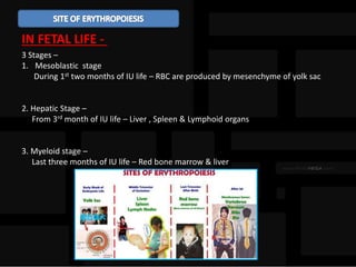 IN FETAL LIFE -
3 Stages –
1. Mesoblastic stage
During 1st two months of IU life – RBC are produced by mesenchyme of yolk sac
2. Hepatic Stage –
From 3rd month of IU life – Liver , Spleen & Lymphoid organs
3. Myeloid stage –
Last three months of IU life – Red bone marrow & liver
 