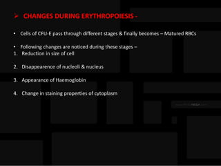  CHANGES DURING ERYTHROPOIESIS -
• Cells of CFU-E pass through different stages & finally becomes – Matured RBCs
• Following changes are noticed during these stages –
1. Reduction in size of cell
2. Disappearence of nucleoli & nucleus
3. Appearance of Haemoglobin
4. Change in staining properties of cytoplasm
 