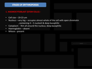 1. HAEMOCYTOBLAST (STEM CELLS) -
• Cell size – 19-23 um
• Nucleus – very big – occupies almost whole of the cell with open chromatin
, containing 4 – 5 nucleoli & deep basophilic
• Cytoplasm - Rim all around the nucleus; deep basophilic
• Haemoglobin – absent
• Mitosis - present
 