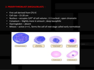 2. PROERYTHROBLAST (MEGALOBLAST) -
• First cell derived from CFU-E
• Cell size – 15-20 um
• Nucleus – occupies 3/4th of cell volume ; 2-3 nucleoli ; open chromatin
• Cytoplasm – Slightly more in amount ; deep basophilic
• Haemoglobin – absent
• Mitosis – active (+++) , forms the cell of next stage called early normoblast
 