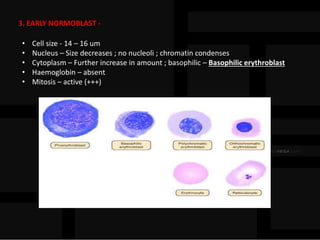 3. EARLY NORMOBLAST -
• Cell size - 14 – 16 um
• Nucleus – Size decreases ; no nucleoli ; chromatin condenses
• Cytoplasm – Further increase in amount ; basophilic – Basophilic erythroblast
• Haemoglobin – absent
• Mitosis – active (+++)
 