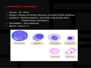 4. INTERMEDIATE NORMOBLAST -
• Cell size – 10 – 14 um
• Nucleus – Nucleus size further decreases; chromatin further condenses
• Cytoplasm – Marked cytoplasm ; stains both acidic & basic stains
( Polychromatic erythroblast )
• Haemoglobin – starts appearing
• Mitosis – active (+++)
 