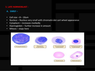 5. LATE NORMOBLAST -
A. EARLY –
• Cell size – 8 – 10um
• Nucleus – Nucleus very small with chromatin dot cart wheel appearance
• Cytoplasm – increases markedly
• Haemoglobin – further increase in amount
• Mitosis – stops here
 