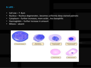 B. LATE -
• Cell size – 7- 8um
• Nucleus – Nucleus degenerates ; becomes uniformly deep stained pyknotic
• Cytoplasm – further increases, more acidic , less basophilic
• Haemoglobin – further increase in amount
• Mitosis – absent
 