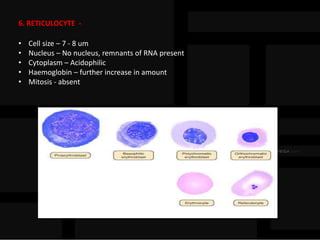 6. RETICULOCYTE -
• Cell size – 7 - 8 um
• Nucleus – No nucleus, remnants of RNA present
• Cytoplasm – Acidophilic
• Haemoglobin – further increase in amount
• Mitosis - absent
 